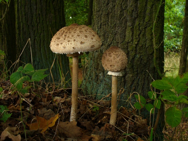 Bedla vysoká  (Macrolepiota procera var. procera)